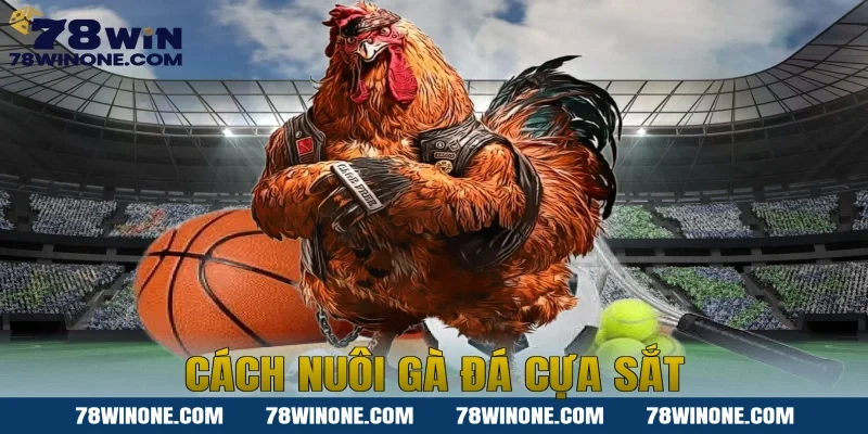 cách nuôi gà đá cựa sắt