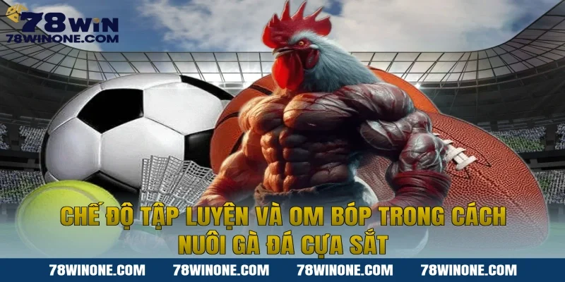 Chế độ tập luyện và om bóp trong cách nuôi gà đá cựa sắt