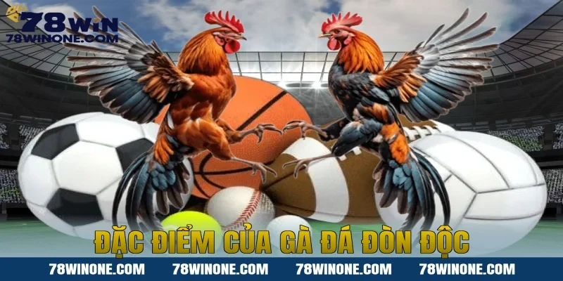 Đặc Điểm Của Gà Đá Đòn Độc