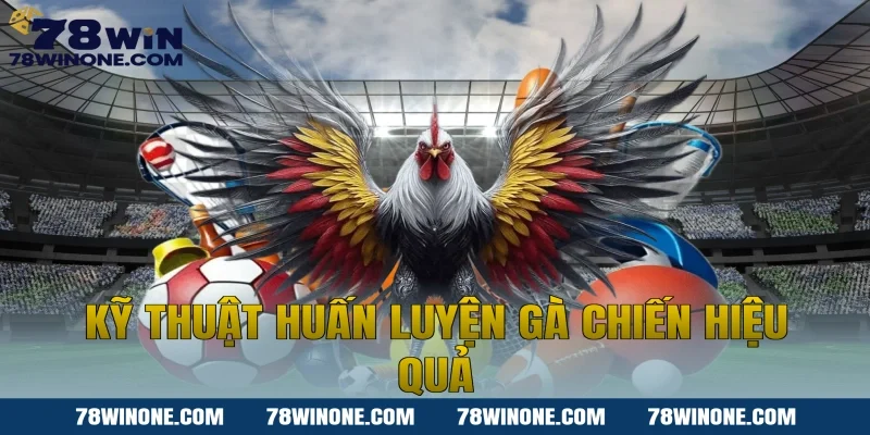 Kỹ thuật huấn luyện gà chiến hiệu quả