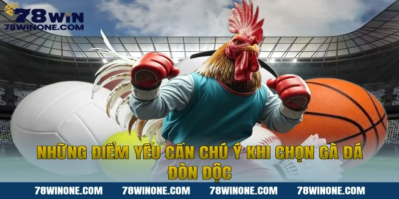 Những Điểm Yếu Cần Chú Ý Khi Chọn Gà Đá Đòn Độc