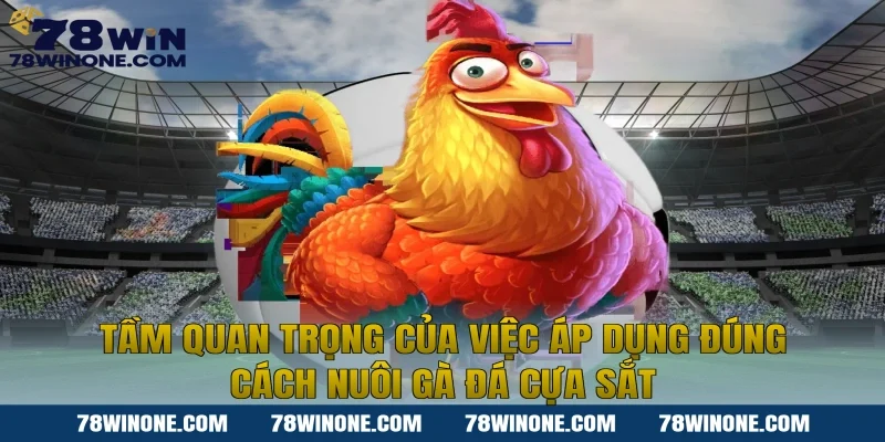 Tầm quan trọng của việc áp dụng đúng cách nuôi gà đá cựa sắt