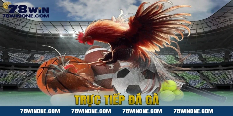 trực tiếp đá gà